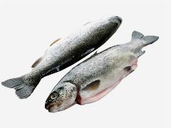 <b>Форель радужная с головой 300-350гр замороженная Турция</b>