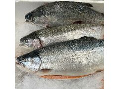 ФОРЕЛЬ ОХЛАЖДЕННАЯ ПОТРОШЕНАЯ С ГОЛОВОЙ КАРЕЛИЯ! вес тушек от 2 до 3 кг! ПРИХОД 8.12