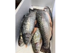 Форель радужная ПСГ ОХЛ.2 -3 кг ПРИХОД 12 МАРТА!