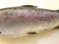 Форель радужная ПСГ ОХЛ.2 -3 кг ПРИХОД 26 ФЕВРАЛЯ!!